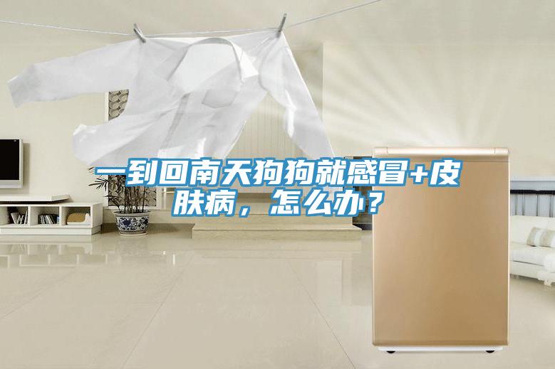 一到回南天狗狗就感冒+皮膚病，怎么辦？